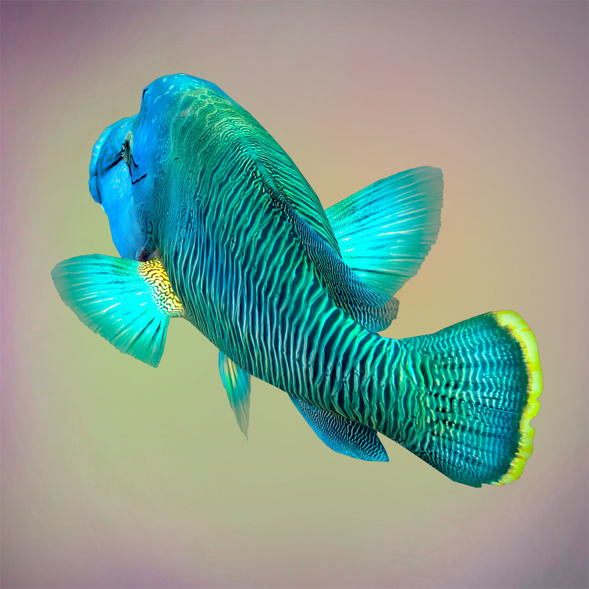 Fish Humphead Wrasse or Napoleonfish Low-poly 3D model_4