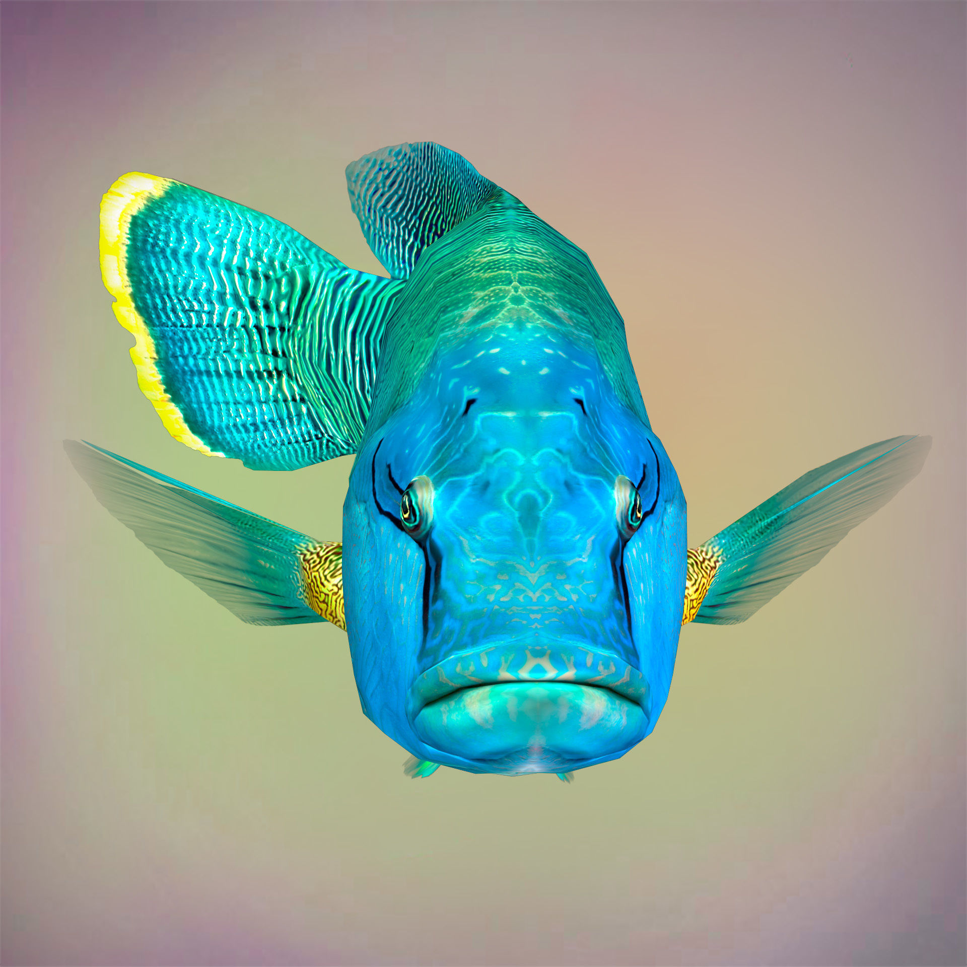 Fish Humphead Wrasse or Napoleonfish Low-poly 3D model_5