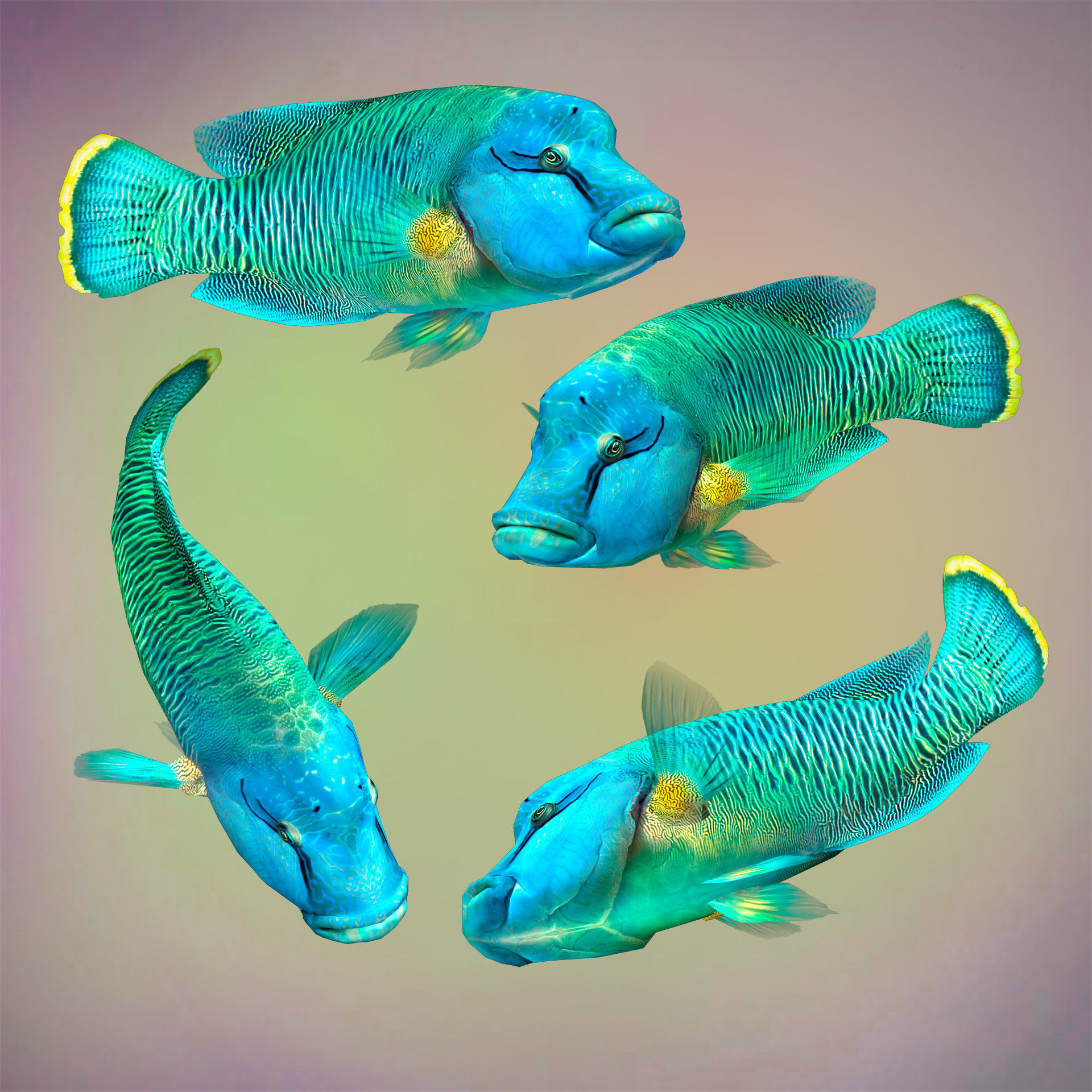 Fish Humphead Wrasse or Napoleonfish Low-poly 3D model_6