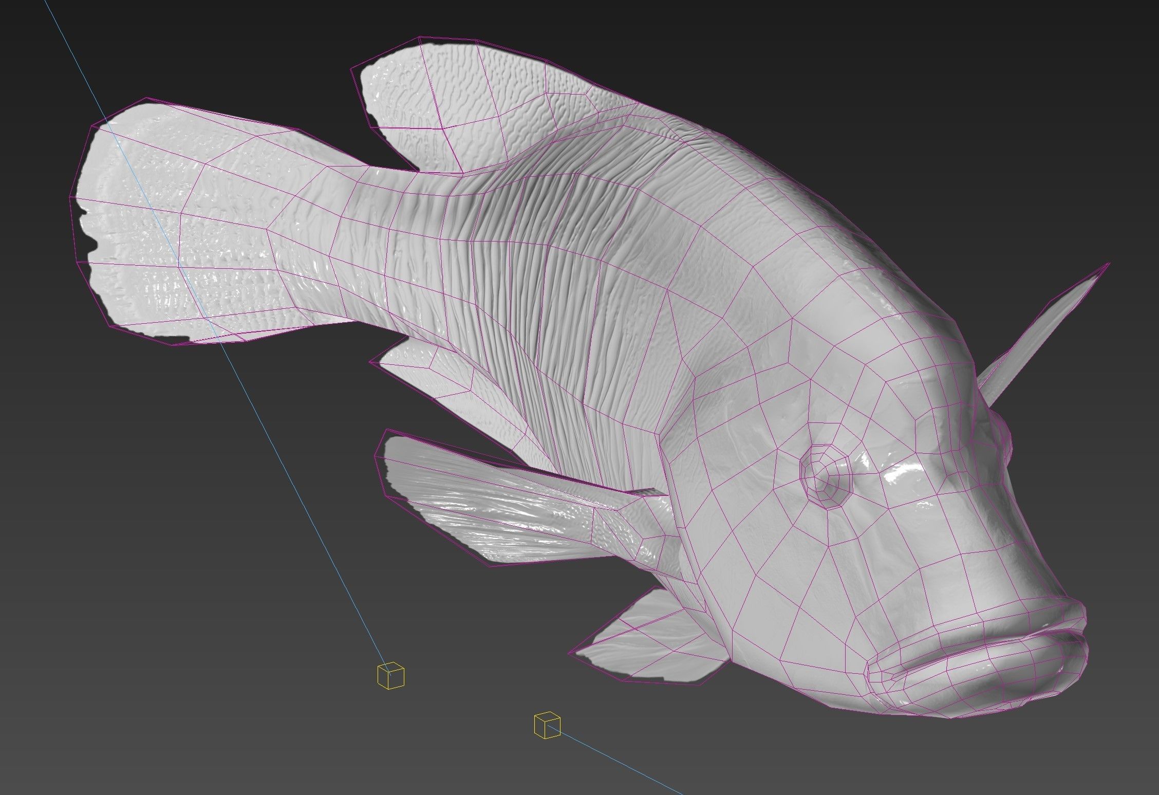 Fish Humphead Wrasse or Napoleonfish Low-poly 3D model_12