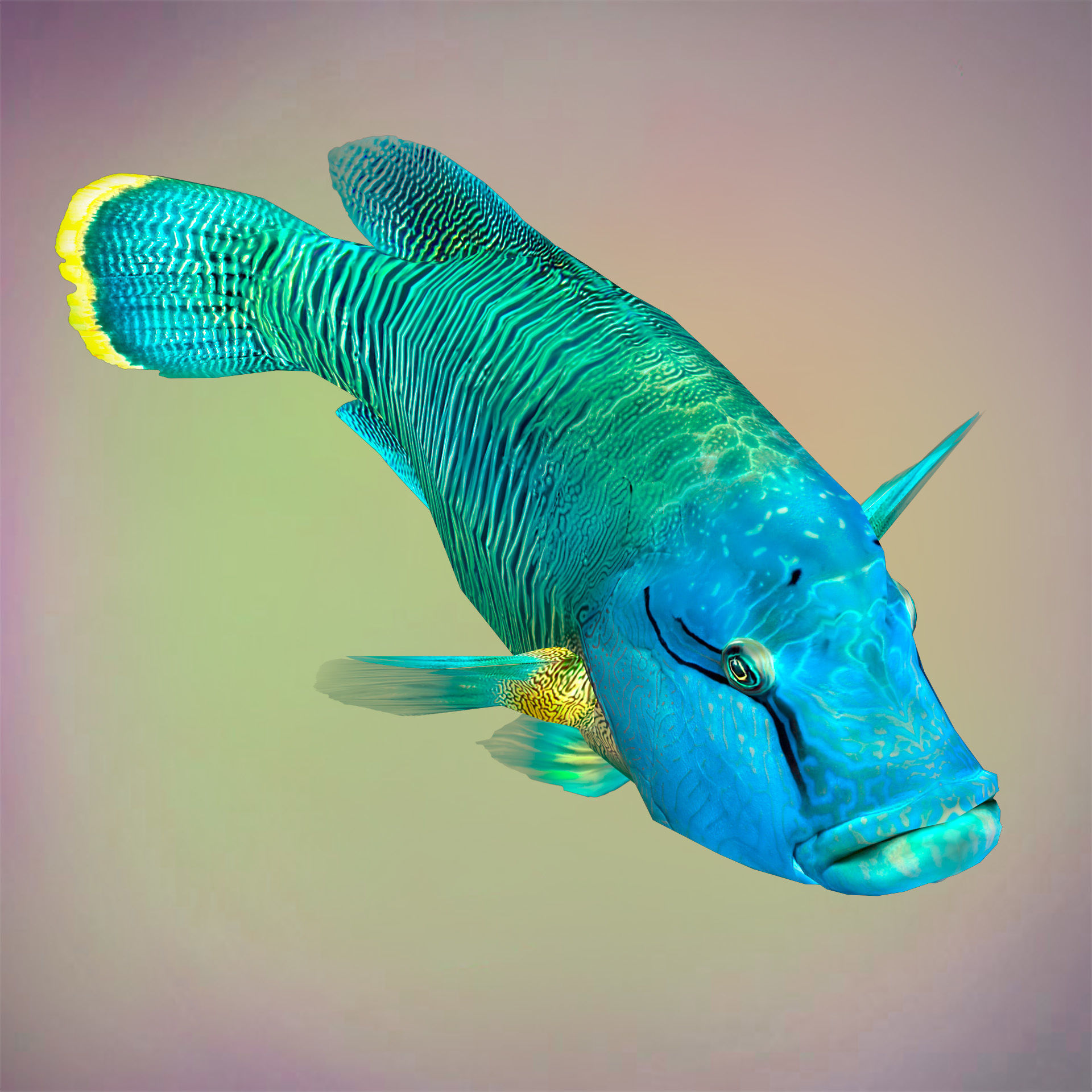Fish Humphead Wrasse or Napoleonfish Low-poly 3D model_3