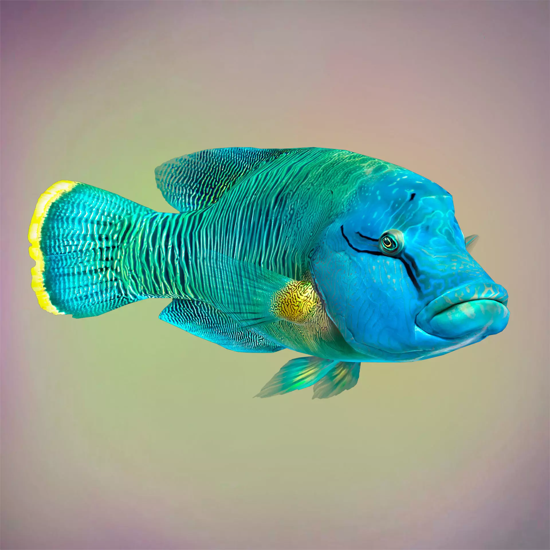 Fish Humphead Wrasse or Napoleonfish Low-poly 3D model_0