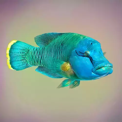 Fish Humphead Wrasse or Napoleonfish Low-poly 3D model