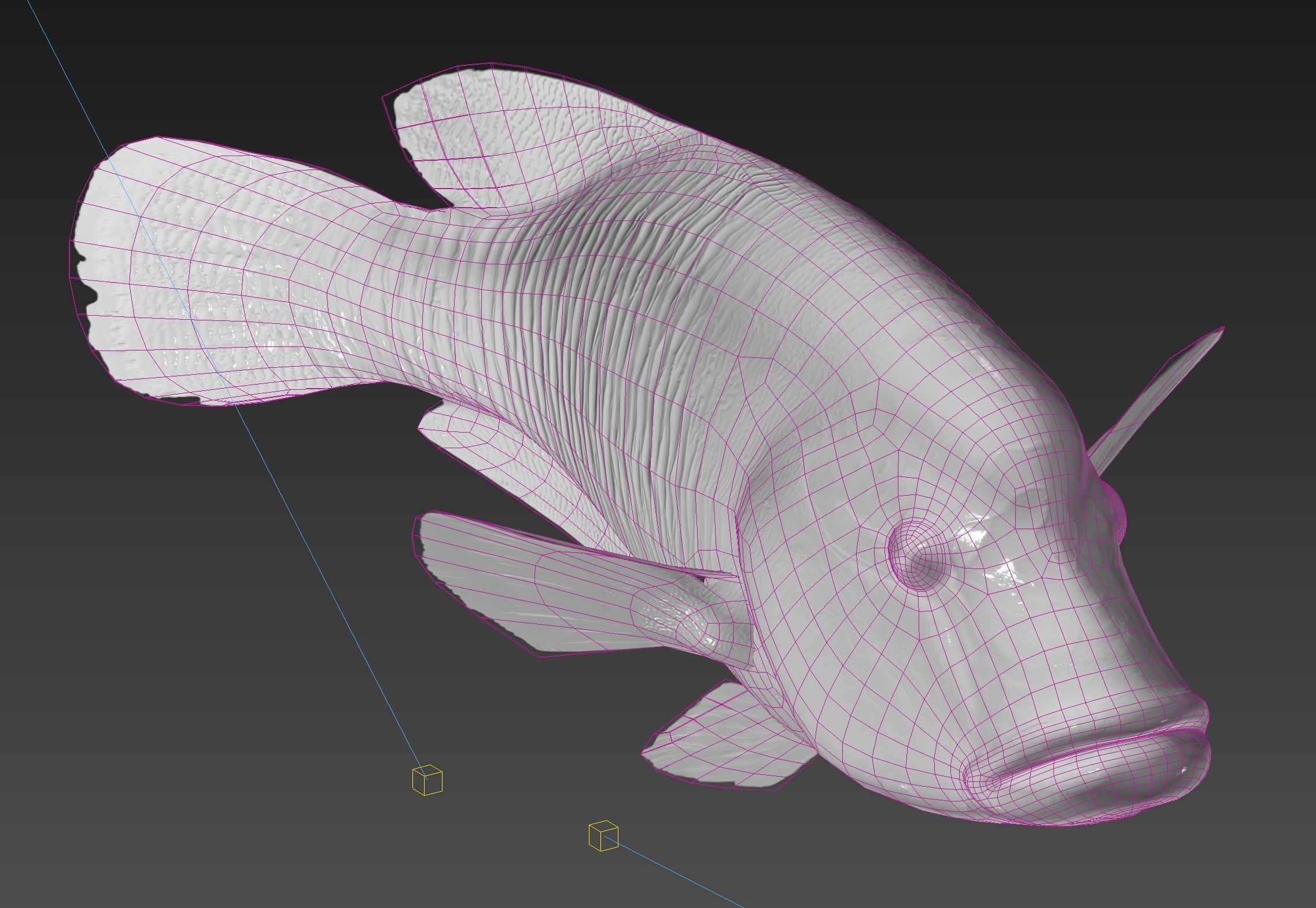Fish Humphead Wrasse or Napoleonfish Low-poly 3D model_13