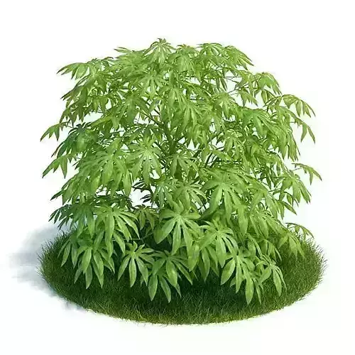 Decorative Fatsia Plant