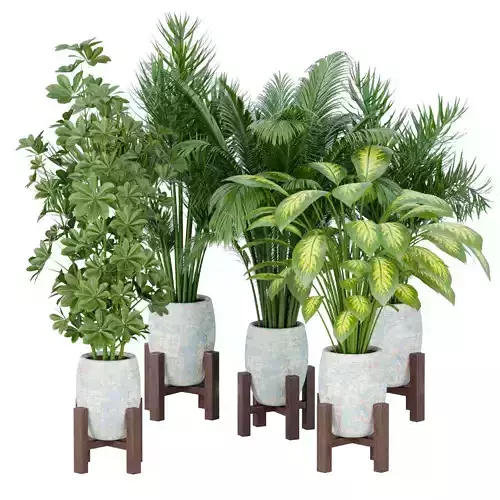 indoor plants collection vol 62 3D model