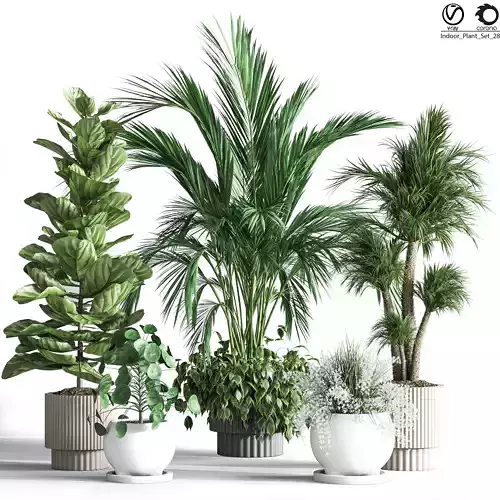 IndoorPlantSet28 eucalyptus plant in pot