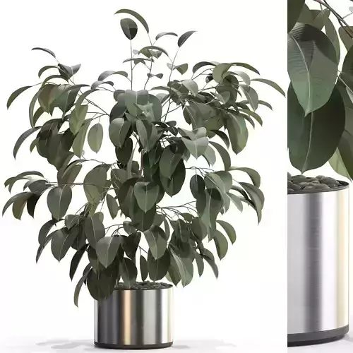 Plants collection 660 3D model