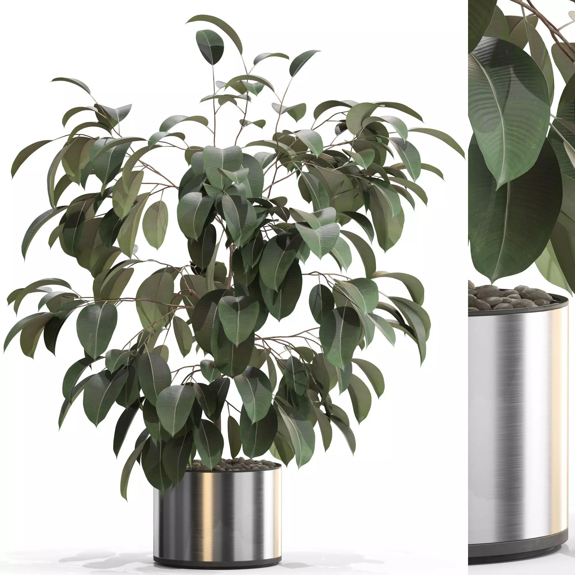 Plants collection 660 3D model_0