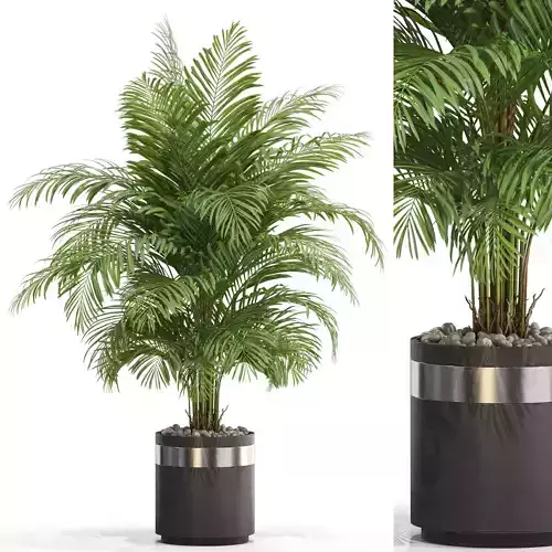 Plants collection 661 3D model