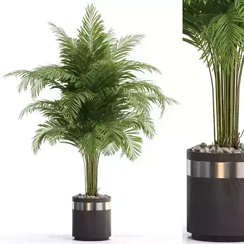 Plants collection 662 3D model