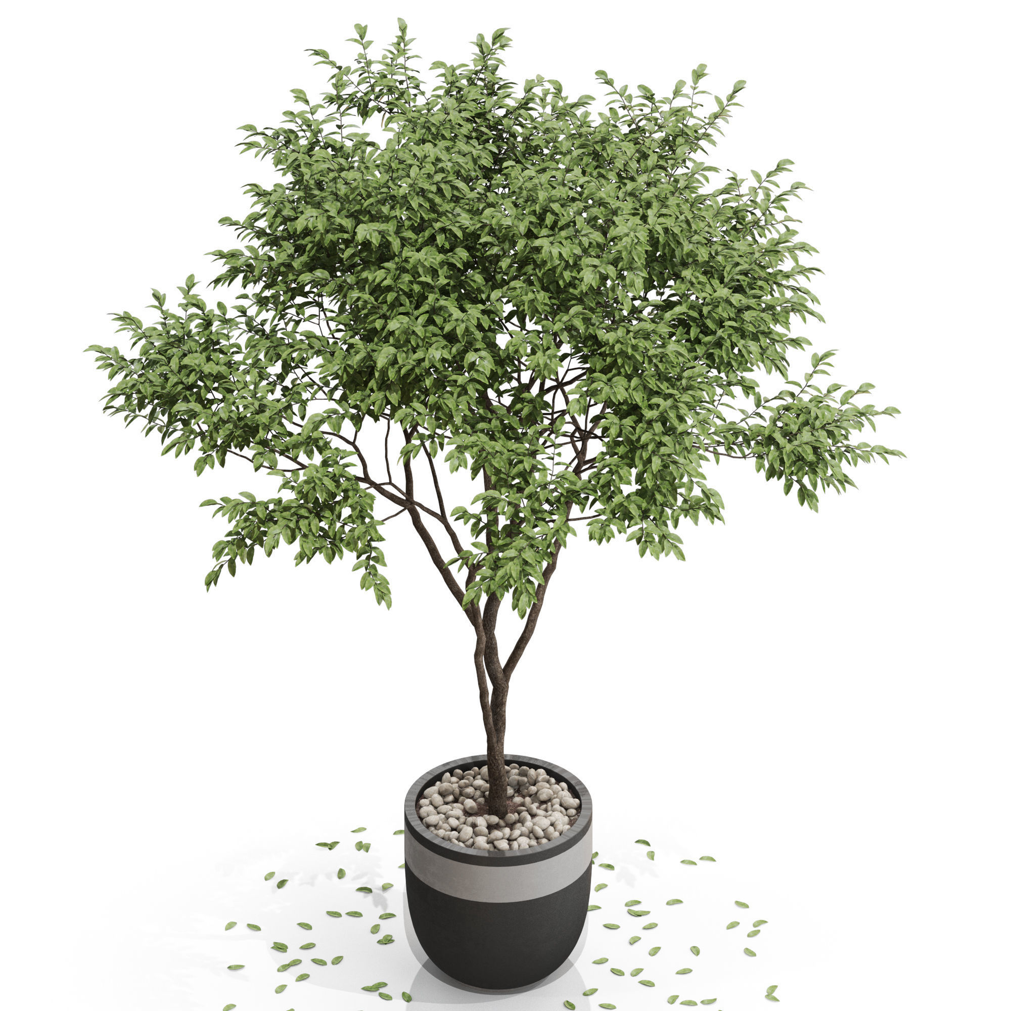 Plants collection 663 3D model_2