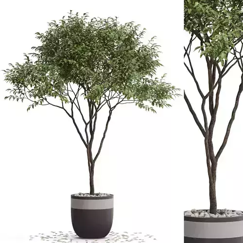 Plants collection 663 3D model