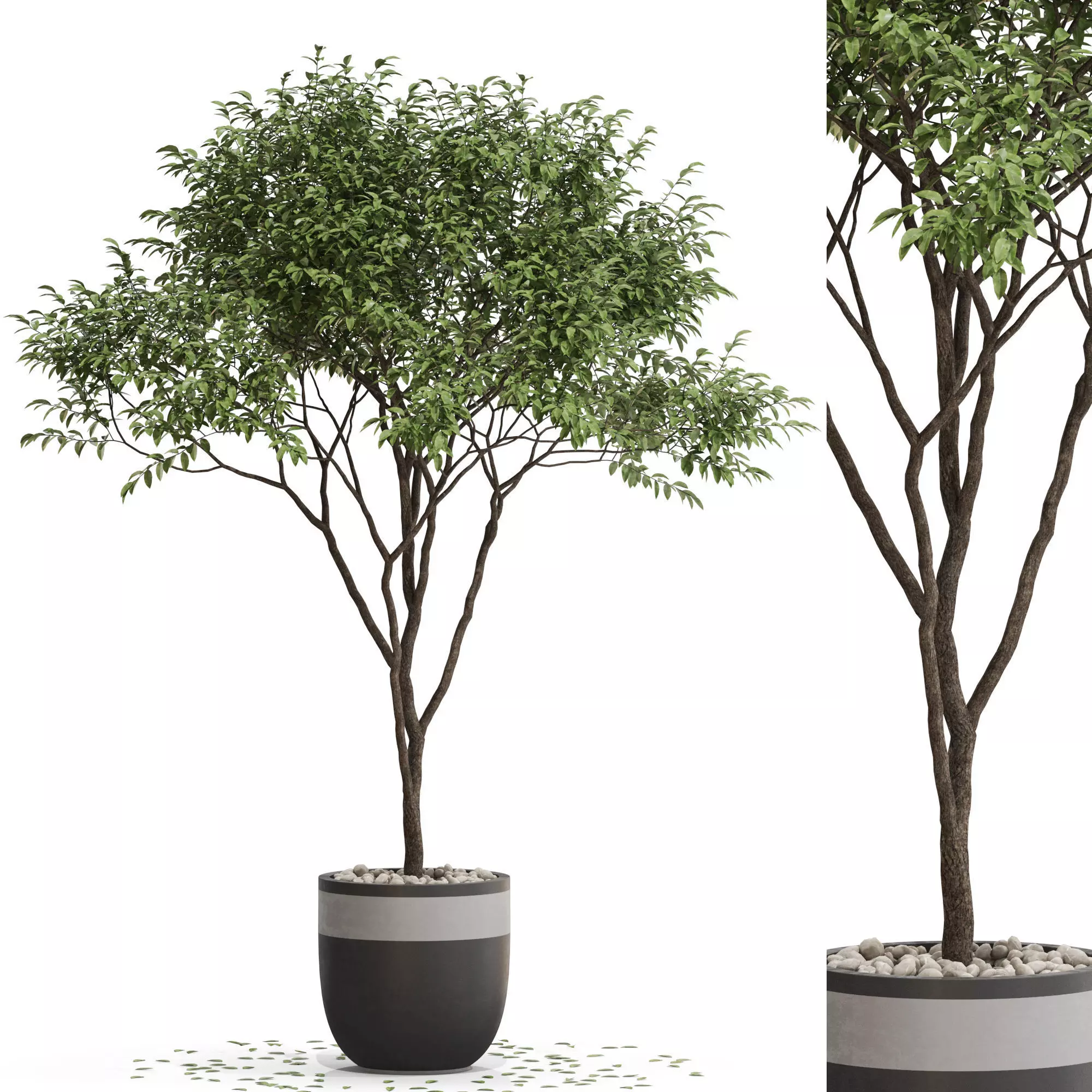 Plants collection 663 3D model_0