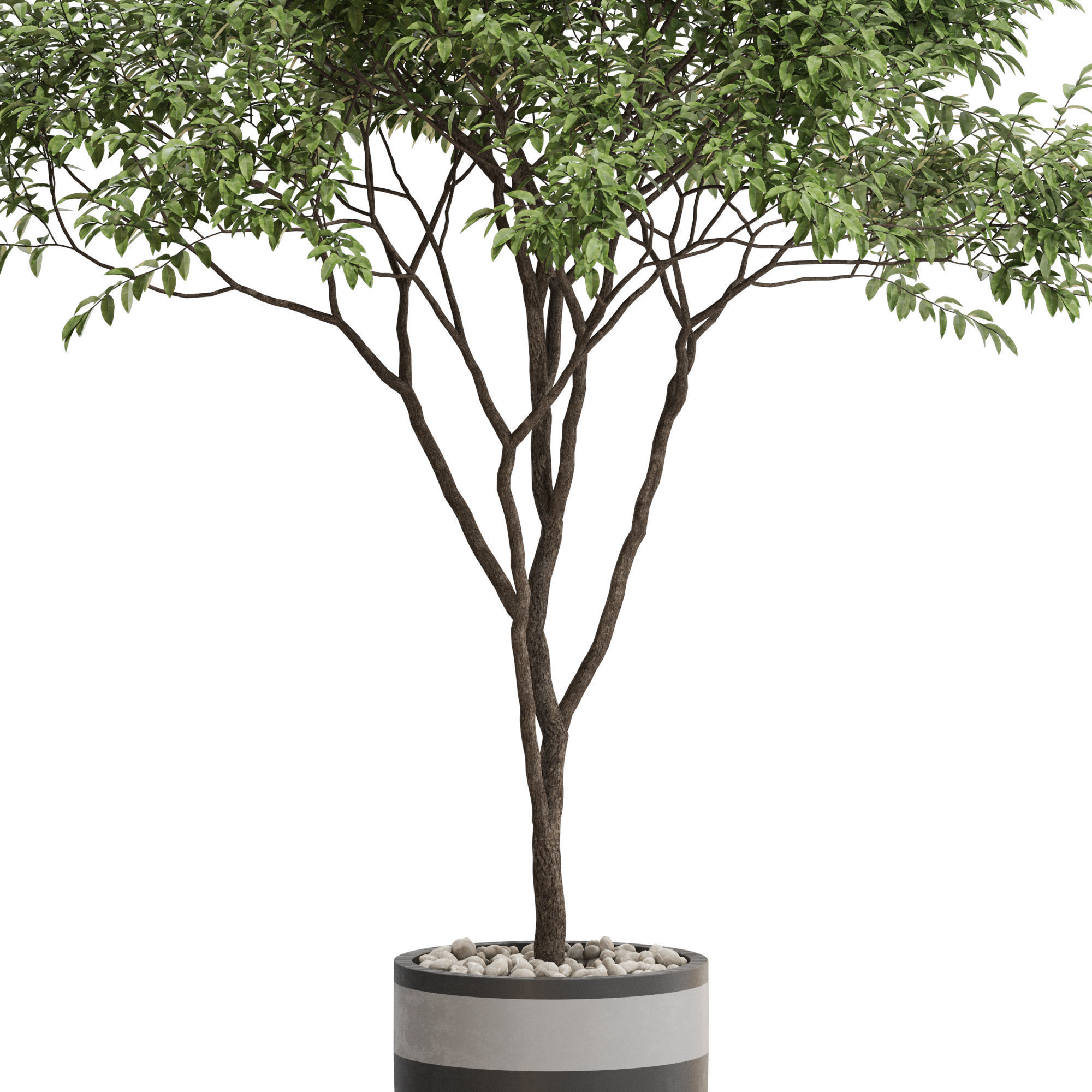 Plants collection 663 3D model_1