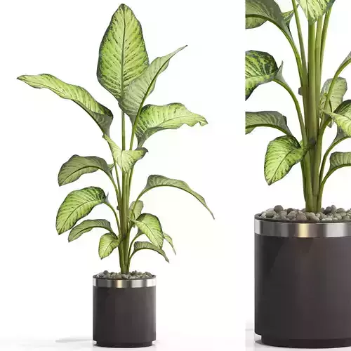 Plants collection 664 3D model