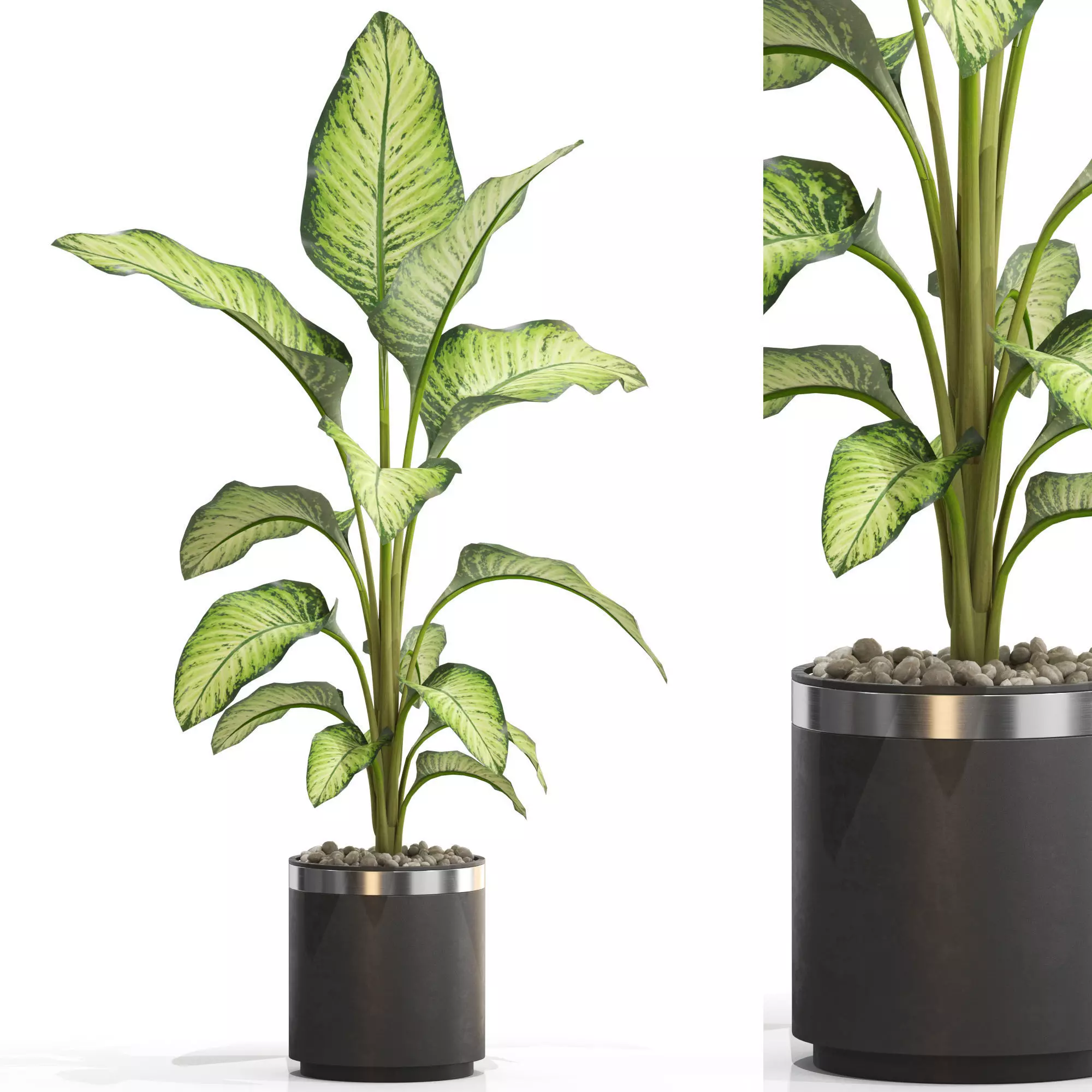 Plants collection 664 3D model