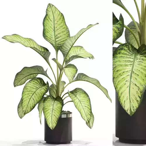 Plants collection 665 3D model