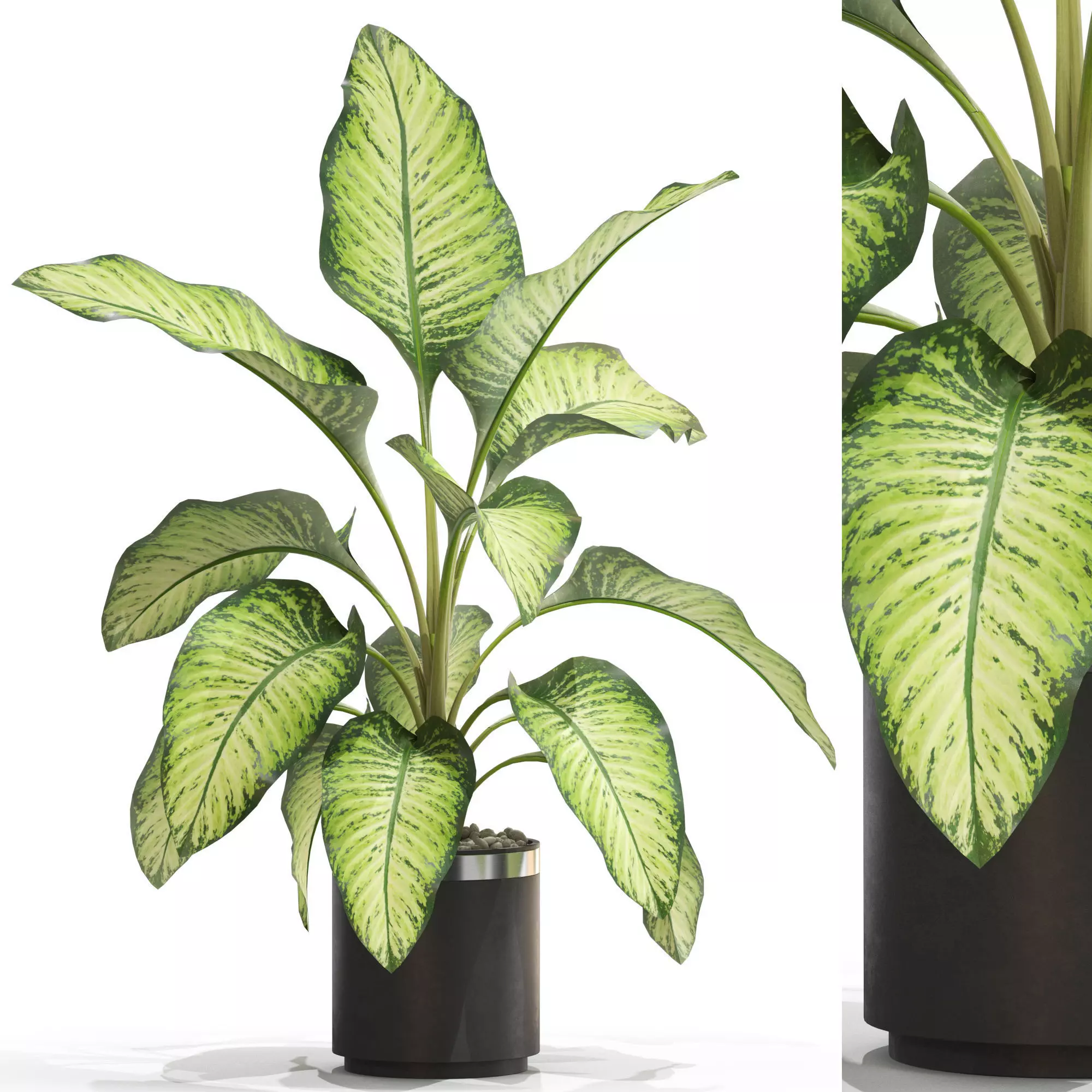 Plants collection 665 3D model_0
