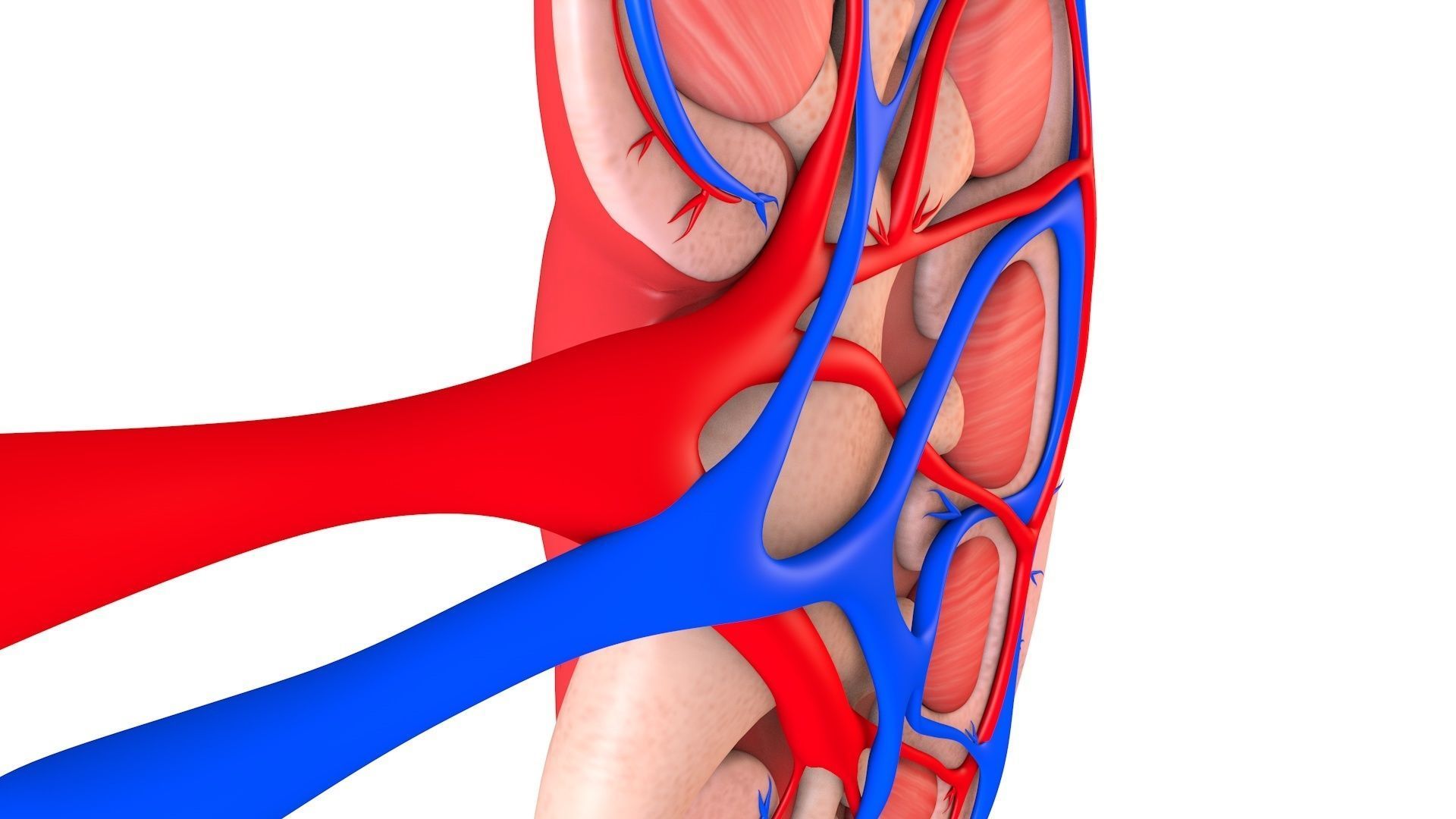Kidney Anatomy Low-poly 3D model_8