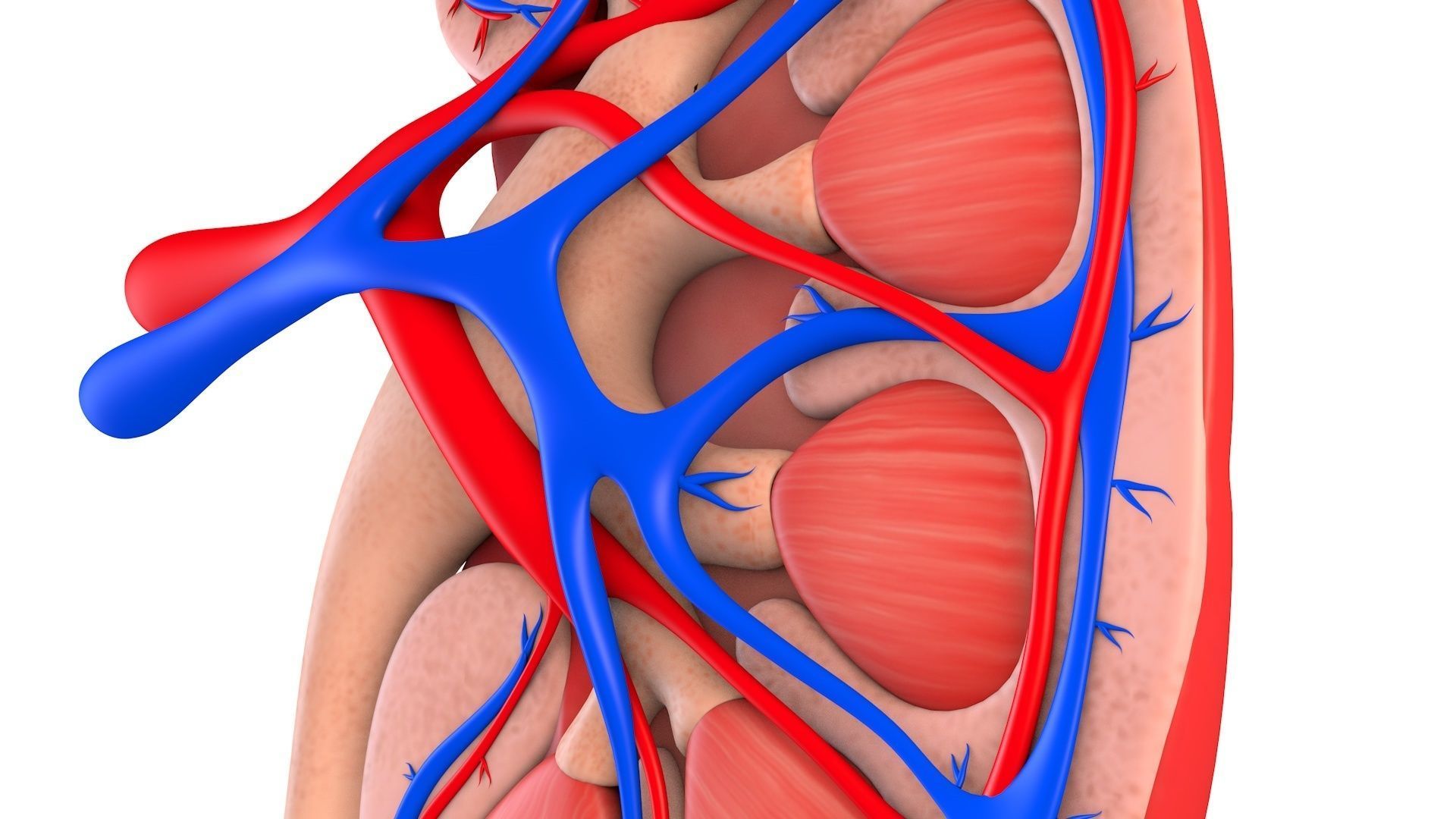 Kidney Anatomy Low-poly 3D model_7