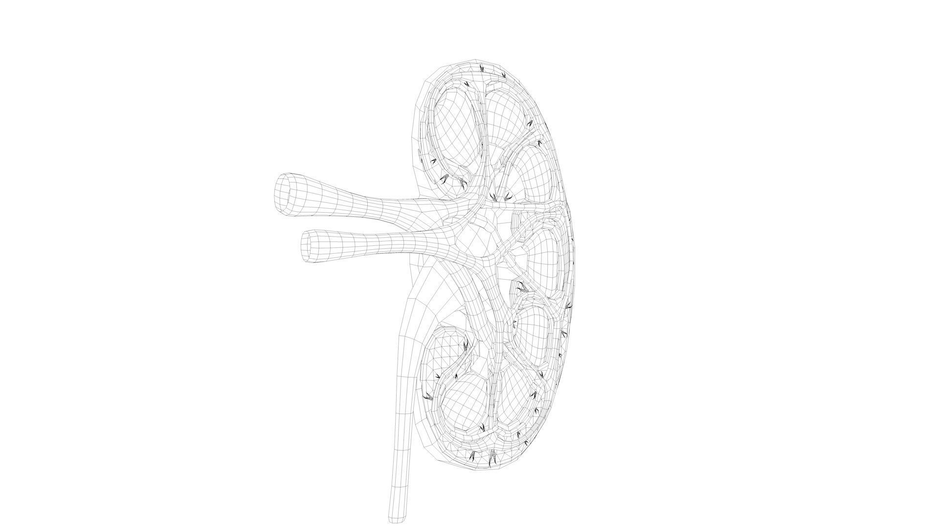 Kidney Anatomy Low-poly 3D model_11