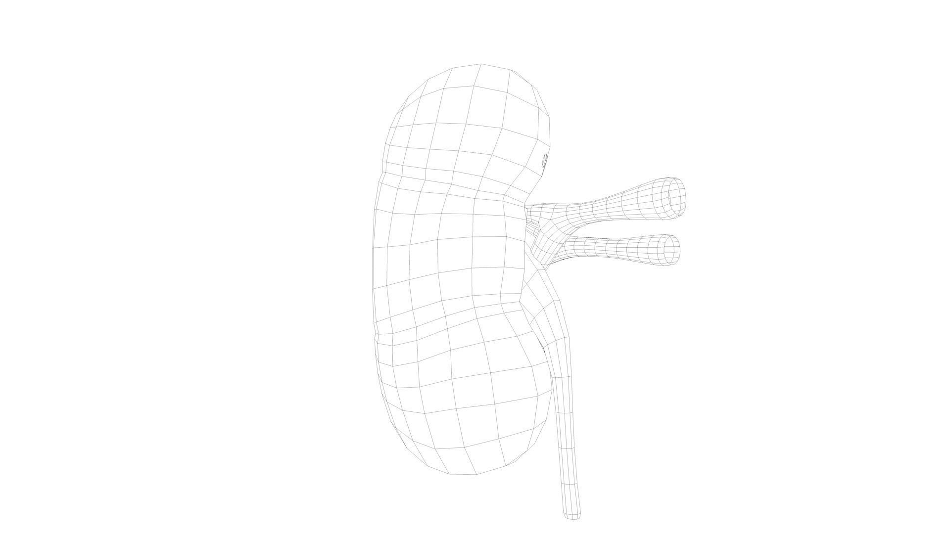 Kidney Anatomy Low-poly 3D model_12