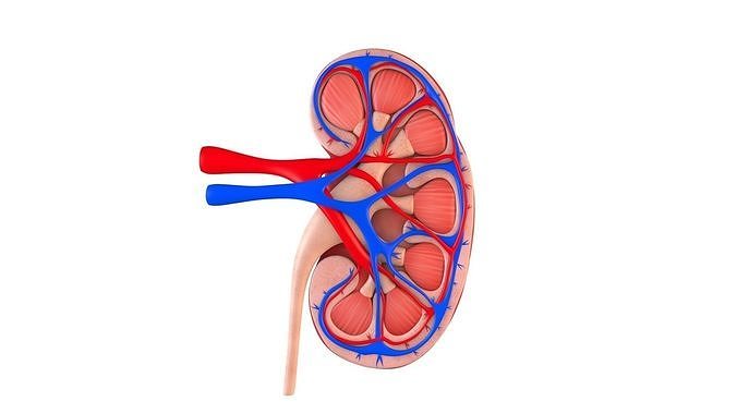 Kidney Anatomy Low-poly 3D model