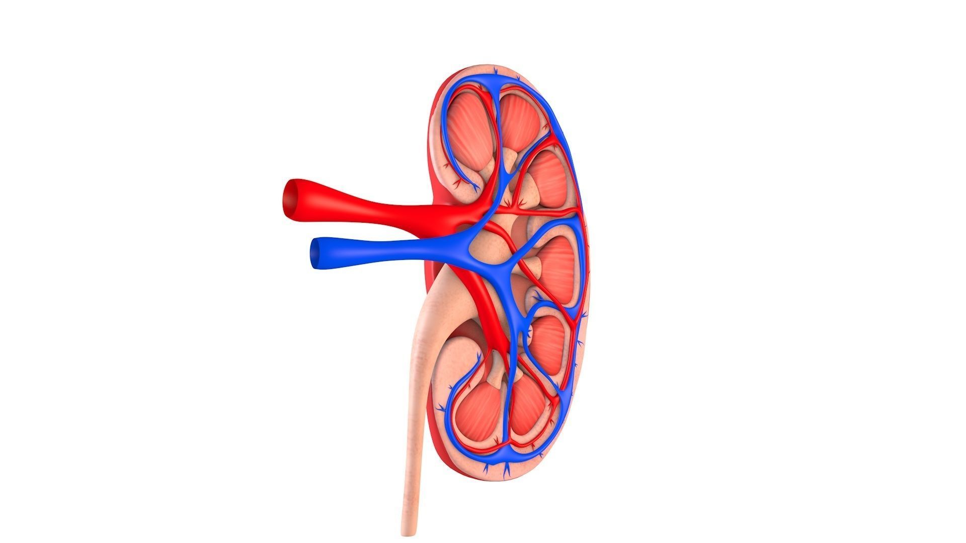 Kidney Anatomy Low-poly 3D model_1