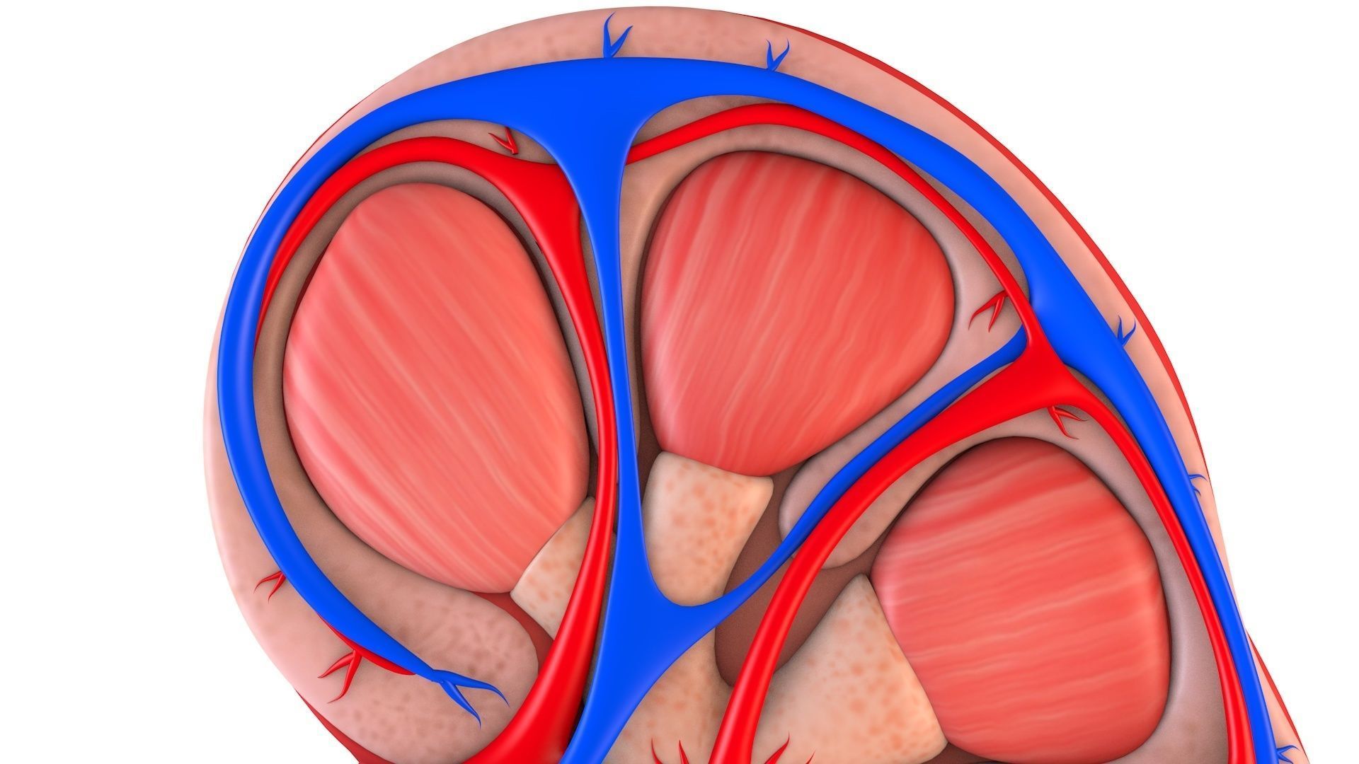 Kidney Anatomy Low-poly 3D model_6