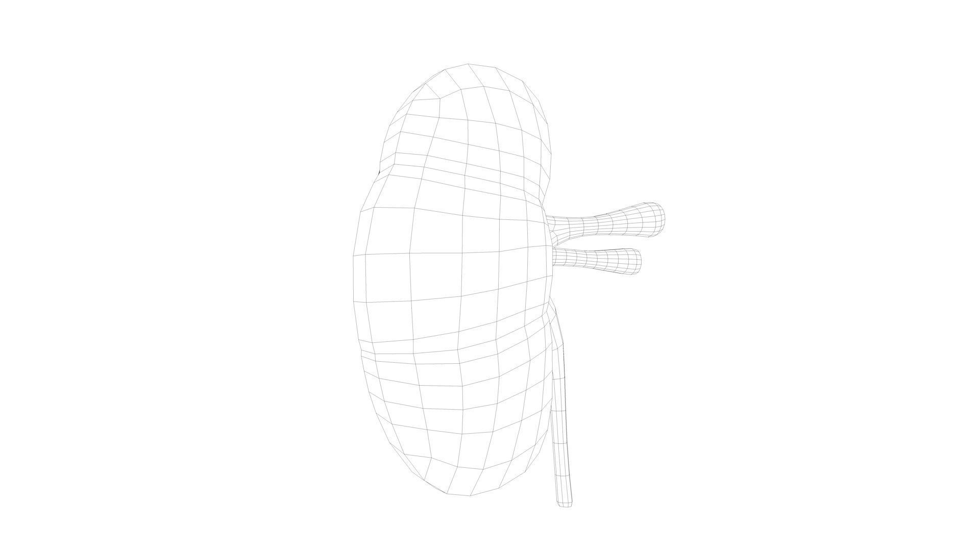 Kidney Anatomy Low-poly 3D model_13