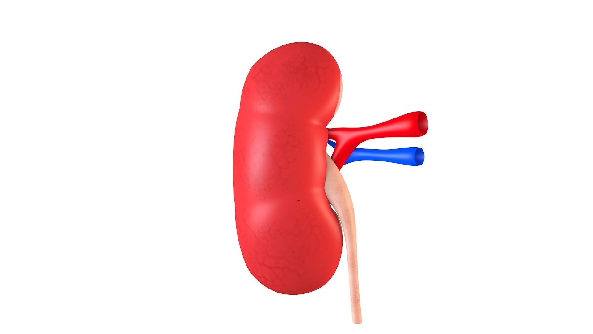 Kidney Anatomy Low-poly 3D model_2
