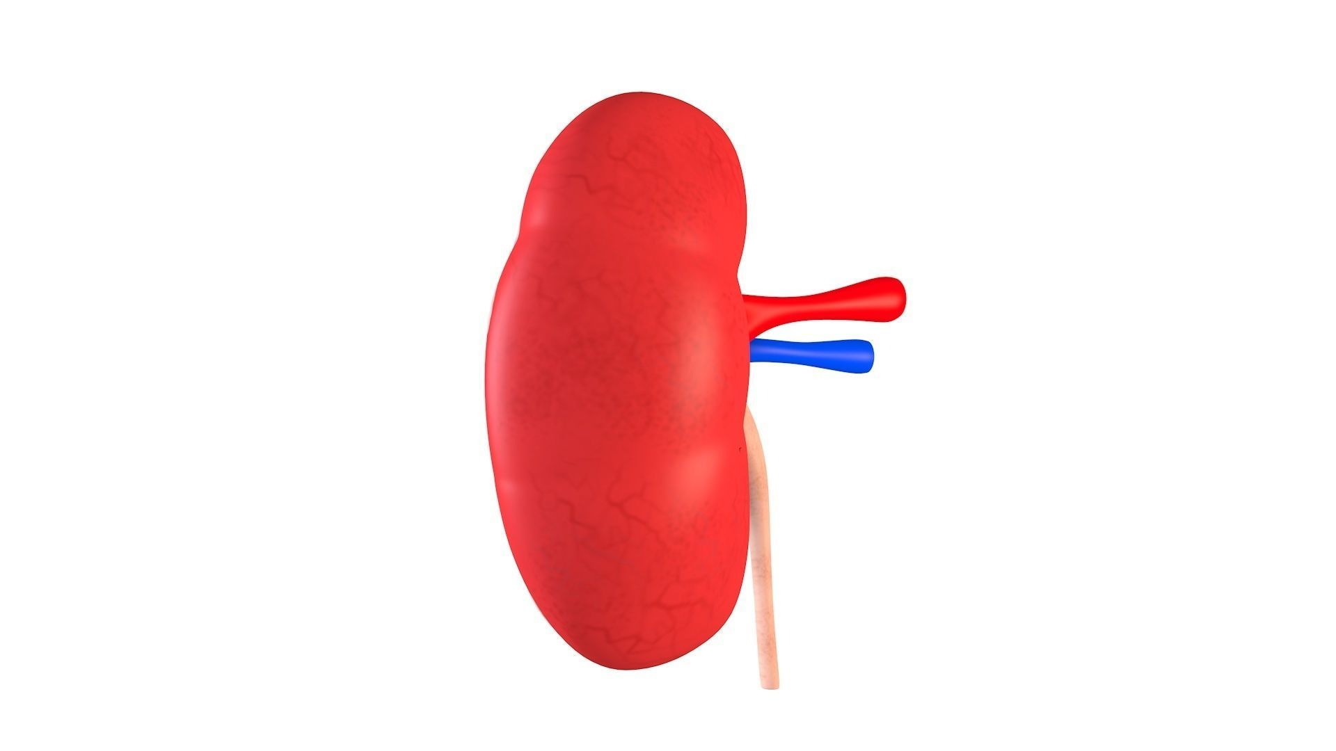 Kidney Anatomy Low-poly 3D model_3