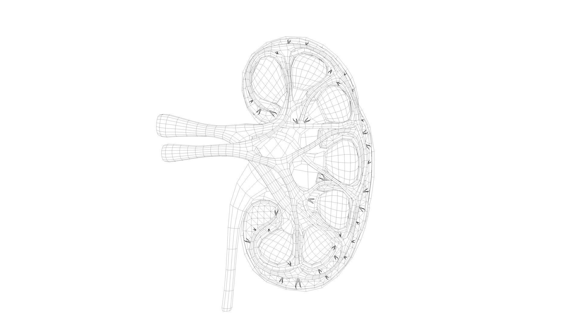Kidney Anatomy Low-poly 3D model_10