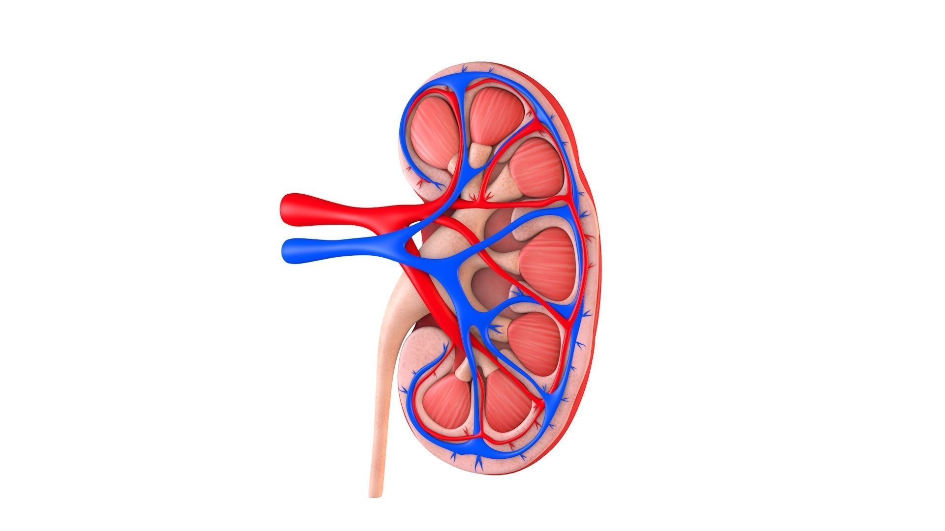 Kidney Anatomy Low-poly 3D model_5