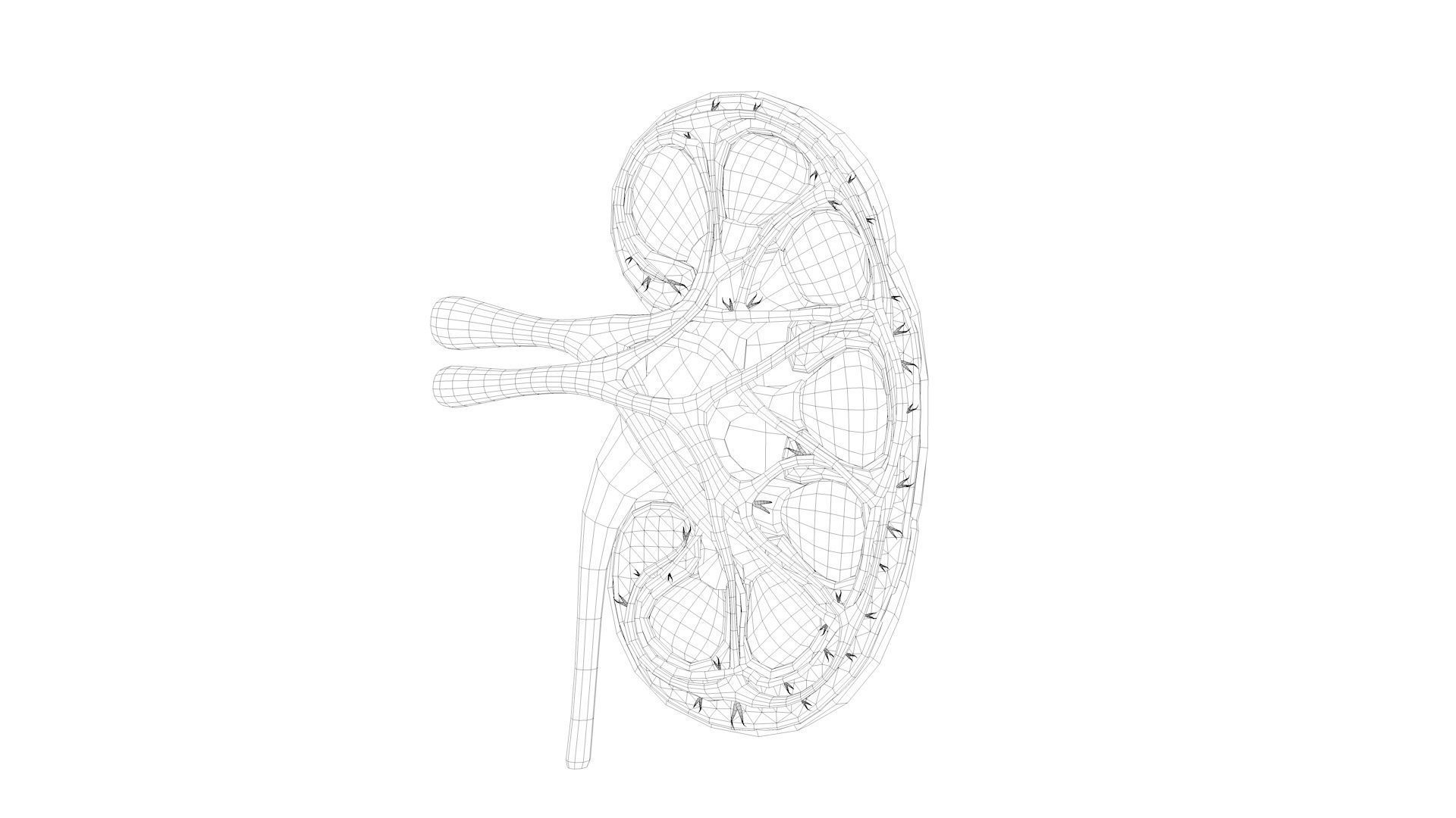 Kidney Anatomy Low-poly 3D model_15