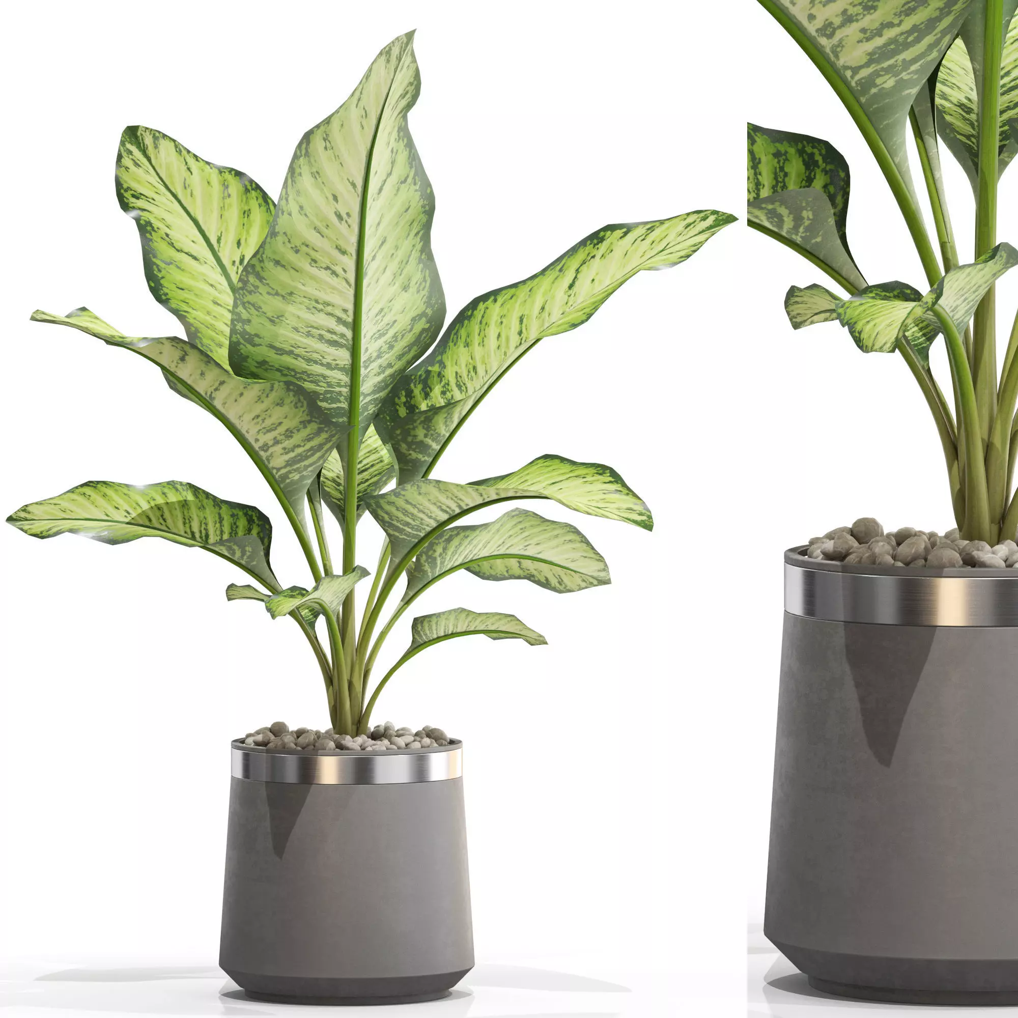 Plants collection 666 3D model_0