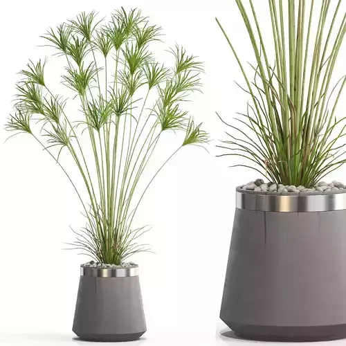 Plants collection 667 3D model