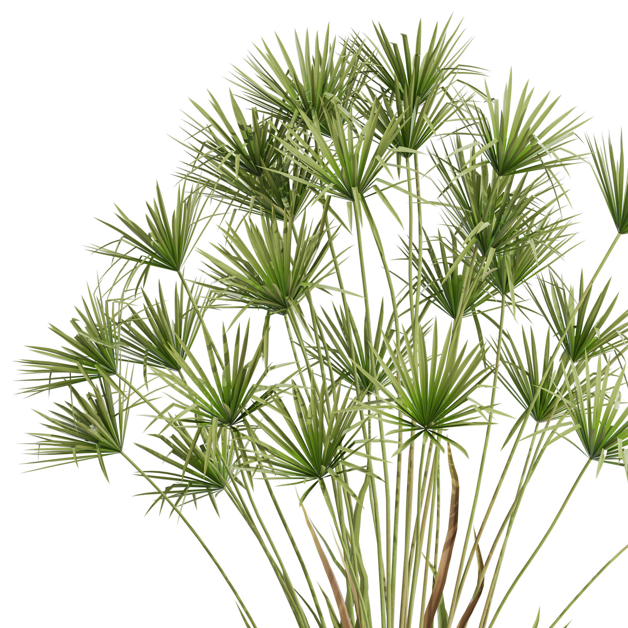 Plants collection 668 3D model_1