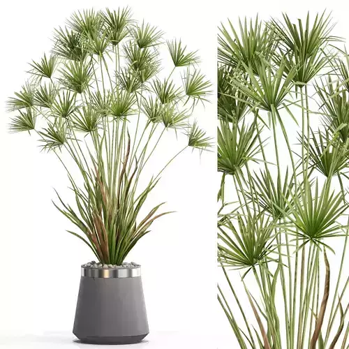 Plants collection 668 3D model