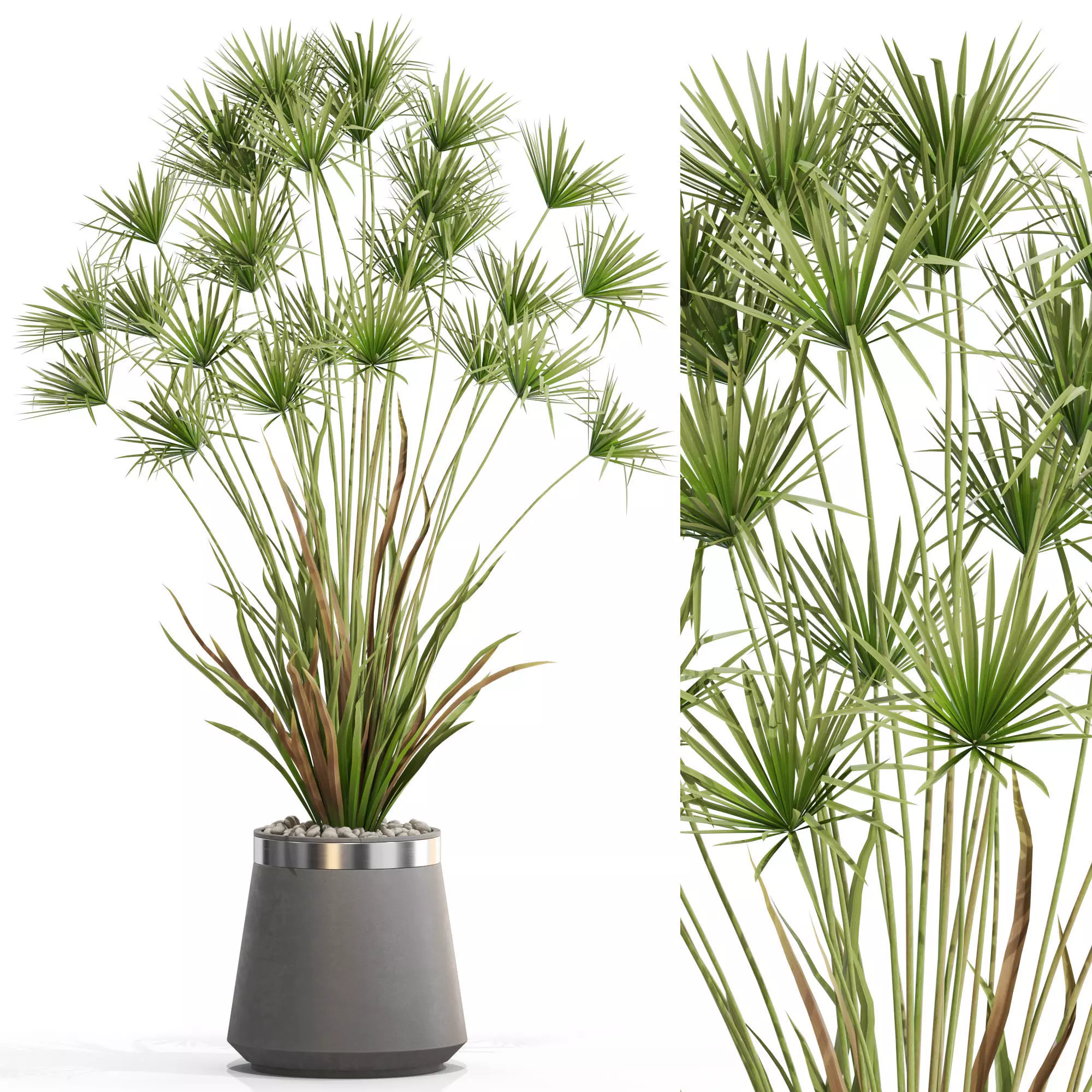 Plants collection 668 3D model_0