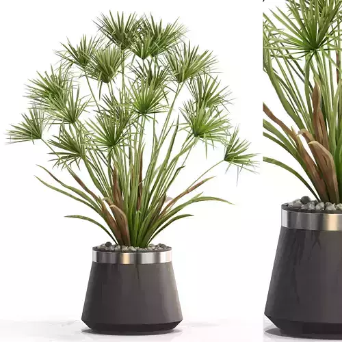 Plants collection 669 3D model