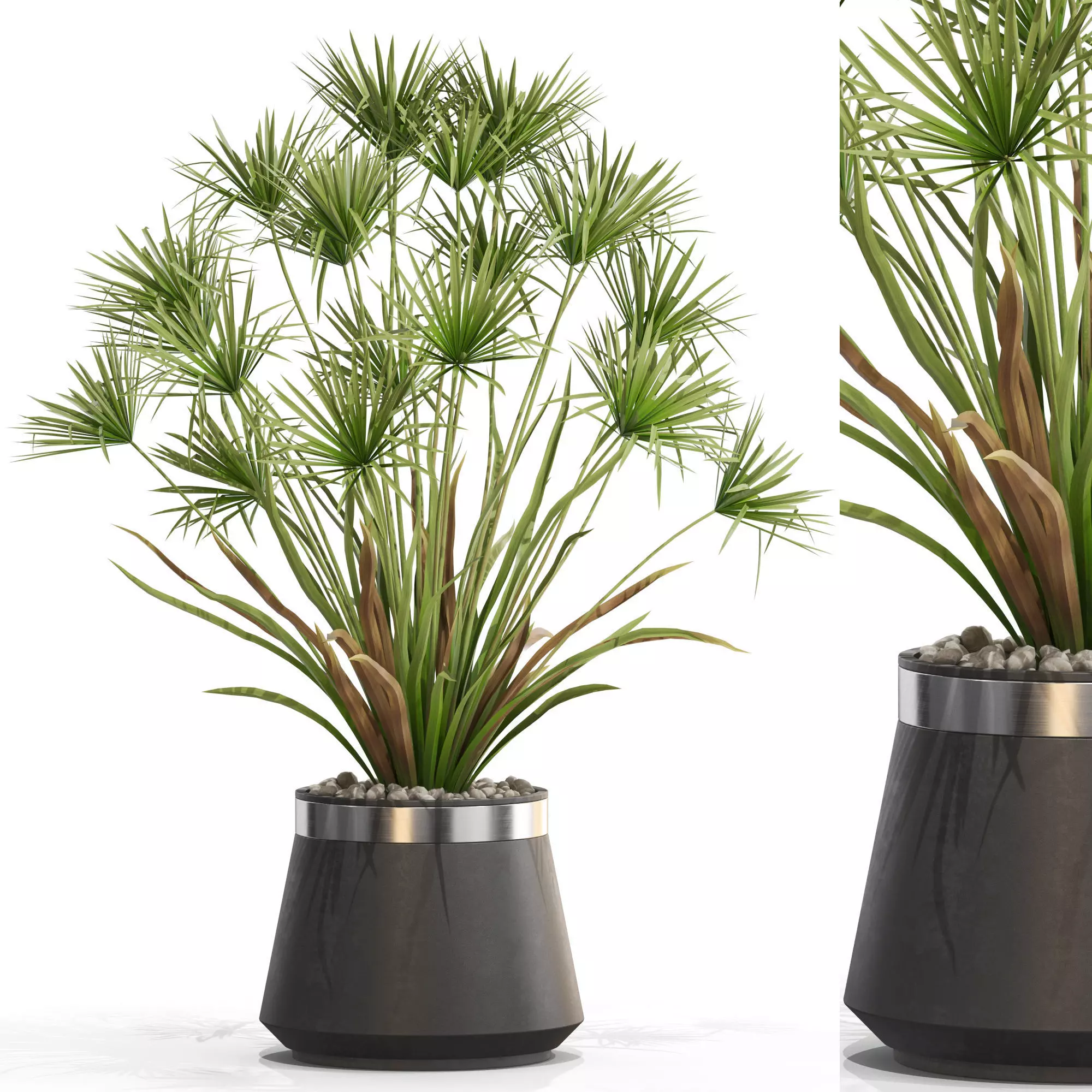 Plants collection 669 3D model_0