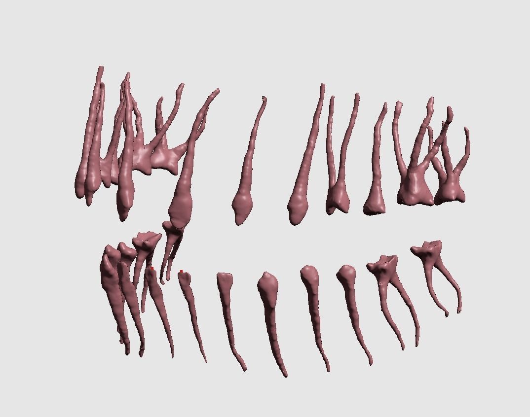 D009 Teeth anatomy 2 piece and solid pulp data for editing  3D print model_3