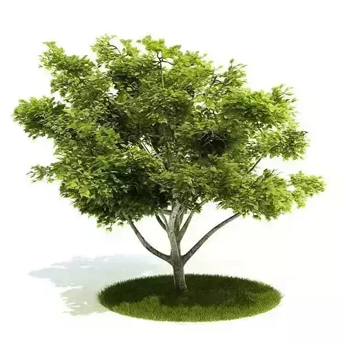 Small Green Tree