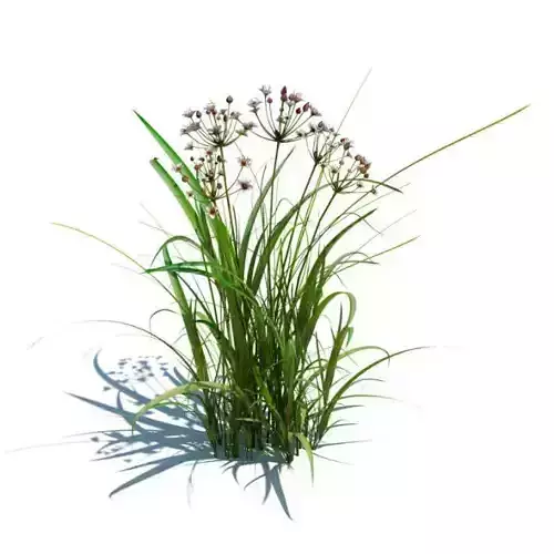 Flowering Rush Plant