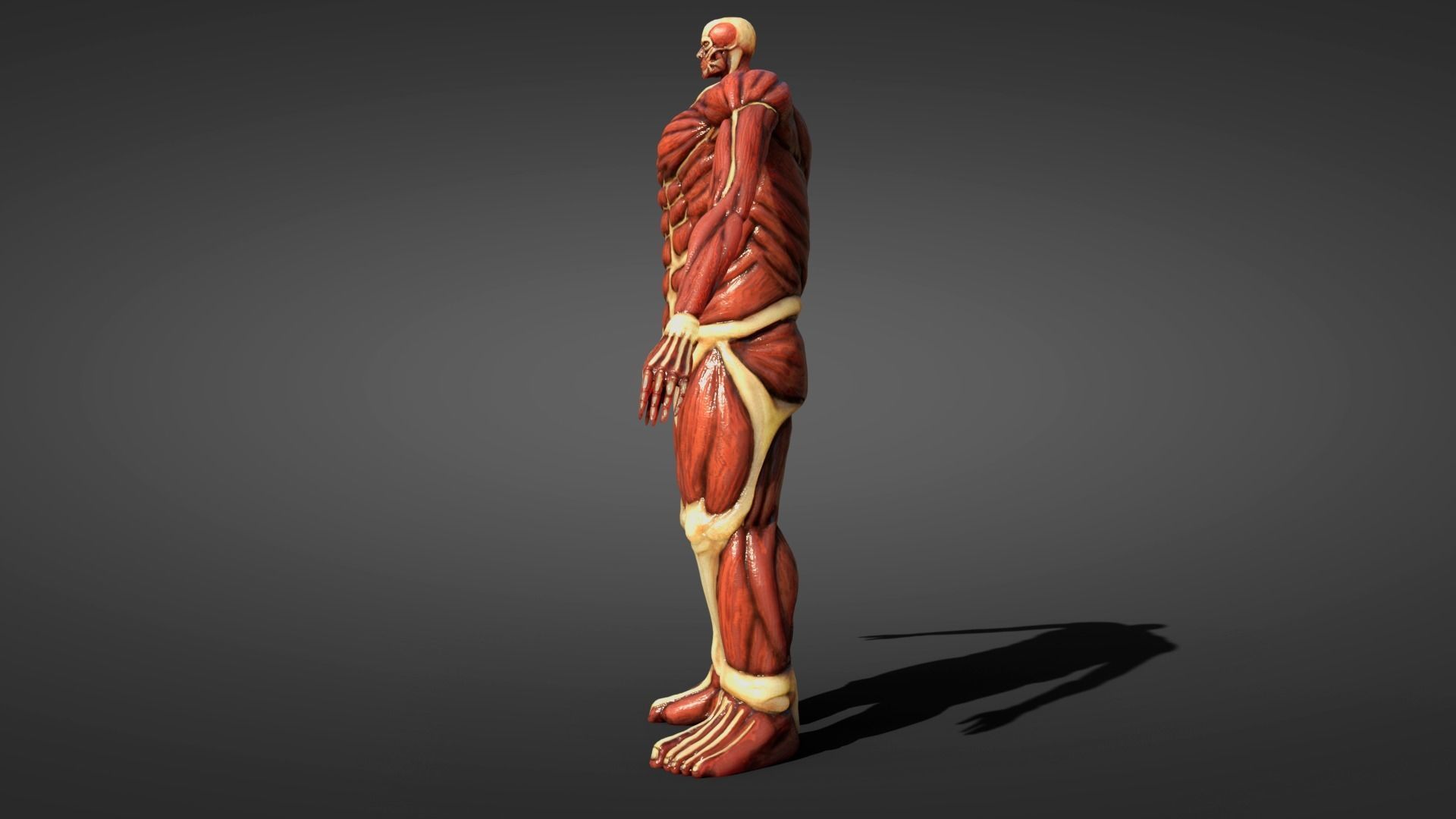 Colossal titan 3D model_3