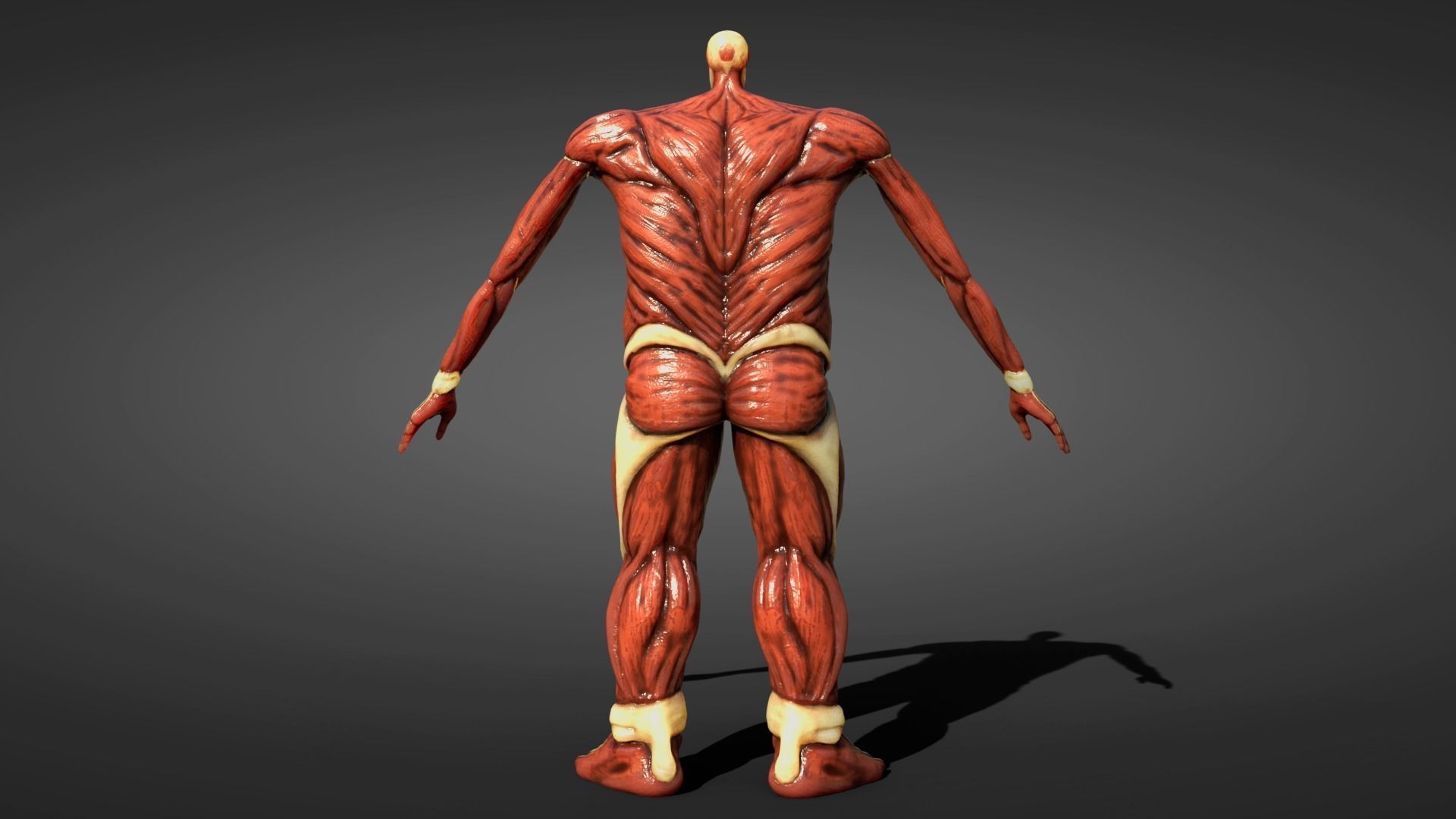 Colossal titan 3D model_2