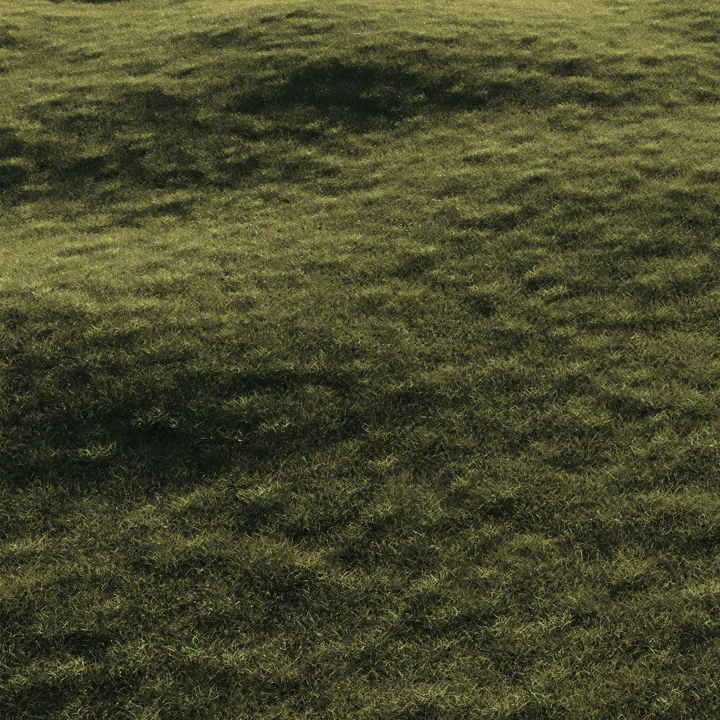 Forest Grass 03 3D model_2