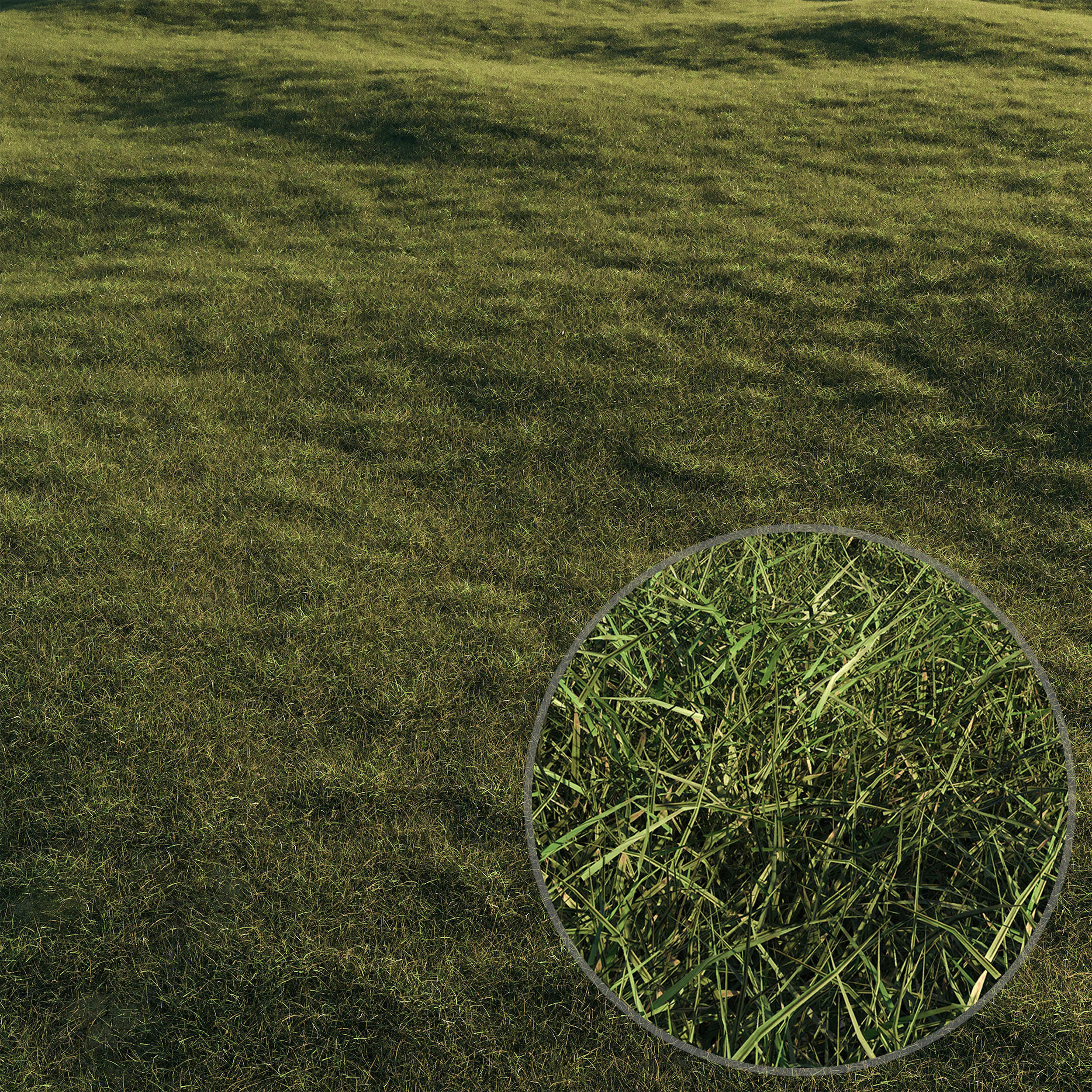 Forest Grass 03 3D model_1